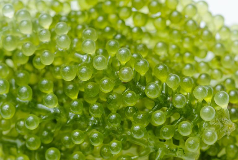 7 BENEFICIOS DEL EXTRACTO DE CAVIAR VEGETAL Y EN QUÉ CASOS SE DEBE DE INCLUIR EN LA RUTINA DE BELLEZA. Publicación de la Revista Expertos en Cosmética